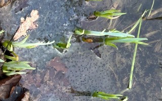 IMG_5778.JPG