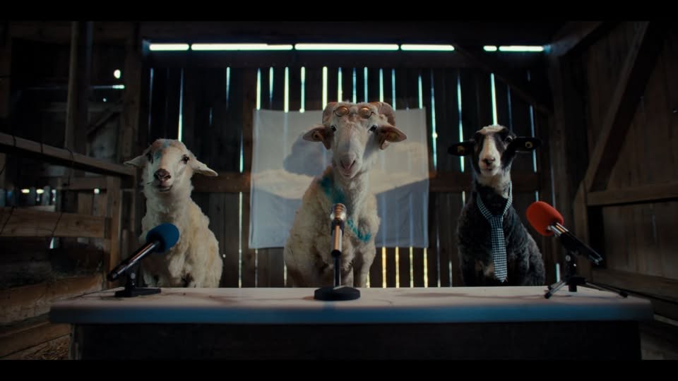 Sheep