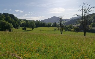 IMG_20260617_080647.jpg